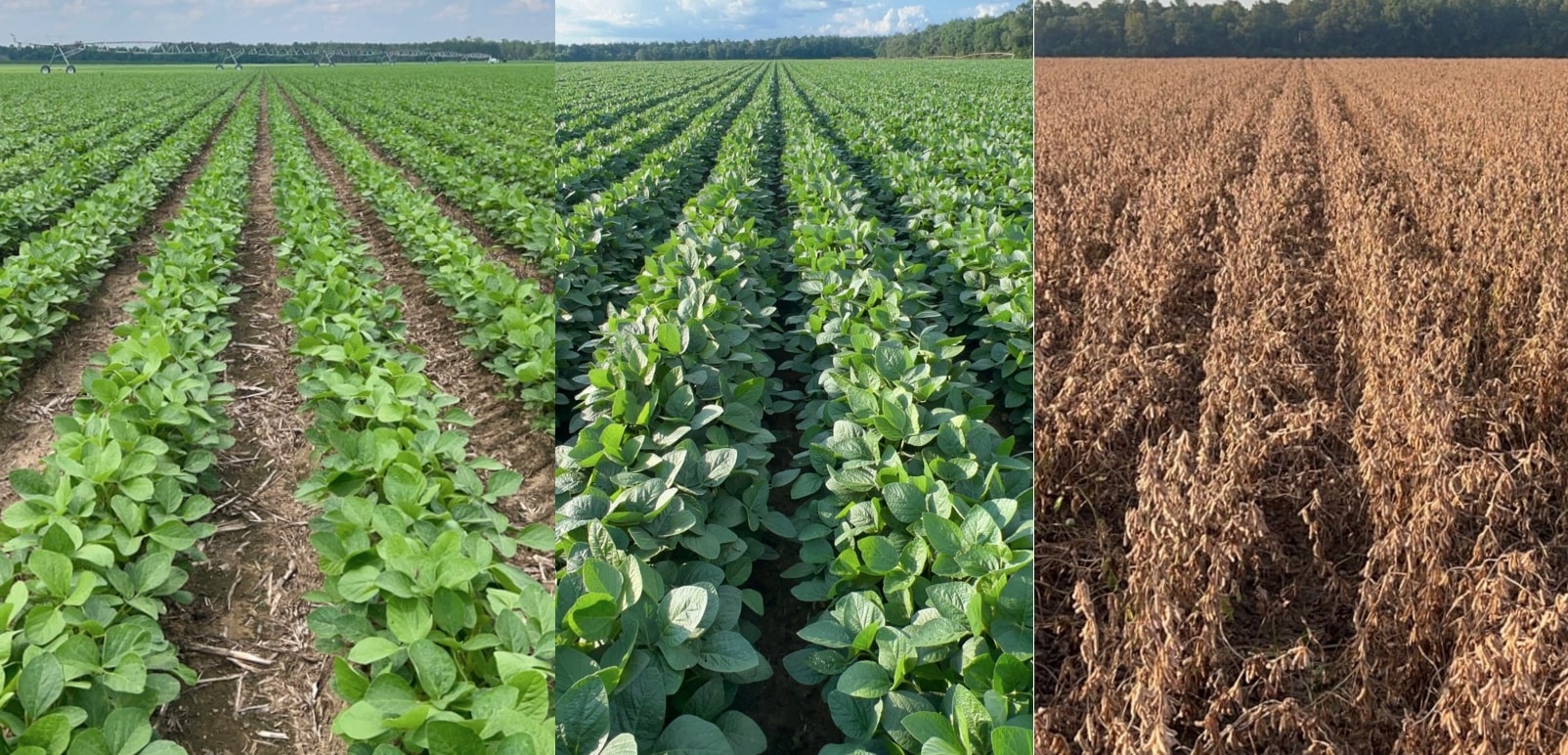 Young Farmer Breaks Soybean World Record With Stunning 206Bushel Yield